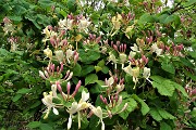 51 Fiori di...